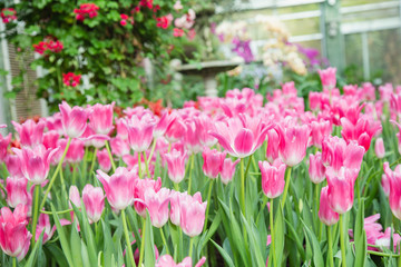 Tulip flowers  in garden nature background