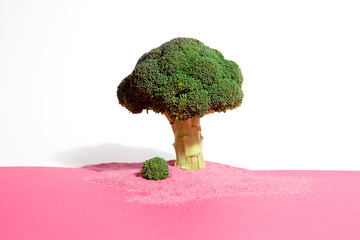 pink white broccoli tree