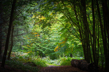 Obraz premium A glade on a dark forest path in autumn in Essen, Germany
