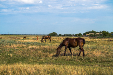 Obraz na płótnie Canvas horses in the summer pasture