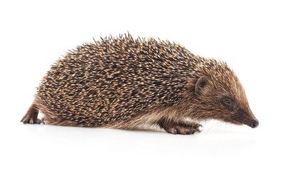 One hedgehog isolated.