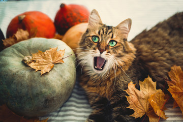 Cute Maine coon cat yawning with funny expression, lying in autumn leaves on rustic table with...