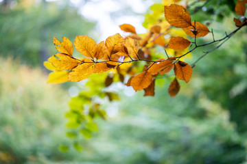 Colorful autumn leaves in front of blurred background