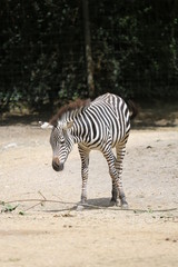 animales varios 
