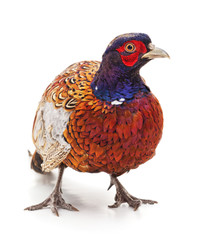 Young guinea fowl.