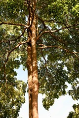 Fototapeta premium tree with leaves