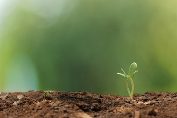 Agriculture. Growing plants. Plant seedling