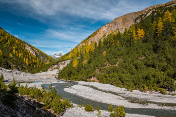 wild, untamed river and larches in Val Cluozza in Swiss National Park
