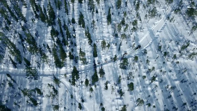 Aerial drone flight over dog team glides through the snow between green trees, Murmansk region, Russia, 4k
