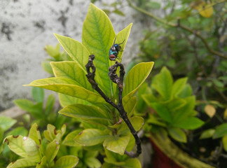 Colourful housefly sitting on a flower, green leaves plant growing in the garden, nature photography