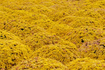Floral background backdrop, bushes of chrysanthemum blooming with yellow flowers. Autumn floral decor
