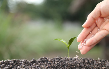 hand of a farmer giving fertilizer to young green plants / nurturing baby plant with chemical fertilizer on green bokeh background