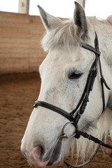 Close-up of the horse's face .