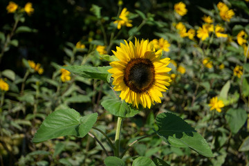 sunflower in field of sunflowers