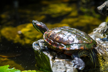 Obraz premium A beautiful turtle in a pond in the city of Hanoi, Vietnam