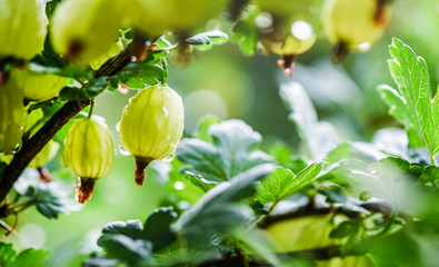 Obraz premium Branch of beautiful gooseberry after rain in the garden with back light.