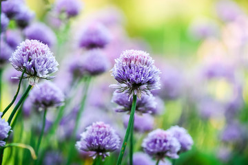 Chive flowers on colorful background or bokeh. Burple chives blossom with copy space.