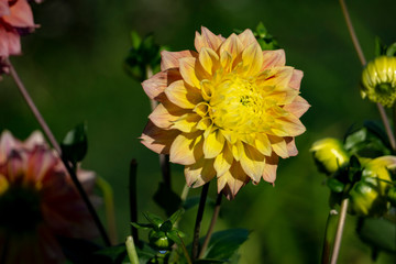 yellow flower in the garden