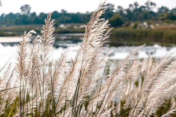 Fototapeta premium Common reed shining during sunset