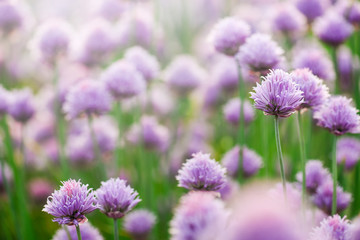 Purple chives plant in summer garden. Perfect healthy herb flowers. Chive blossom in back light.