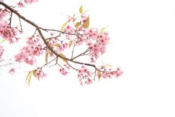 Gordijnen Beautiful cherry blossom or sakura in spring time over  sky © Poramet