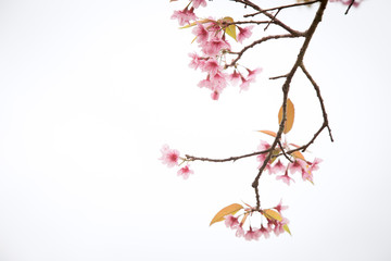 Beautiful cherry blossom or sakura in spring time over  sky