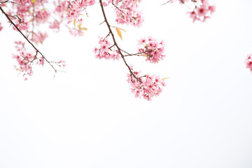 Beautiful cherry blossom or sakura in spring time over  sky
