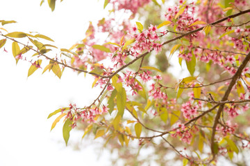 Beautiful cherry blossom or sakura in spring time over  sky