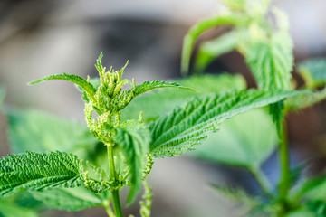 Common nettle or stinging nettle detail or close up. Urtica dioica