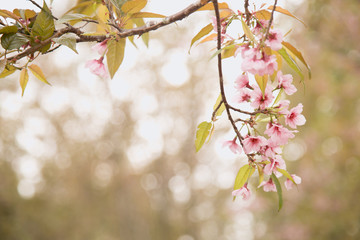 Beautiful cherry blossom or sakura in spring time over  sky