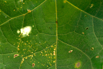 Close up shot of leaves. Leaf veins