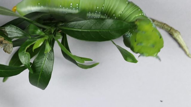 Beautiful of Daphnis nerii, Pupa Stage or Chrysalis Stage.