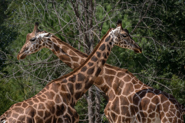 Retrato de una jirafa adulta en cautividad