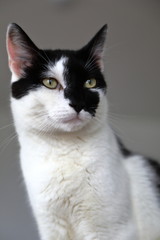 Schwarz-weiße Katze