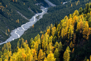 wild, untamed river and larches in Val Cluozza in Swiss National Park