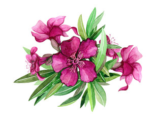 Oleander bright pink flowers with leaves watercolor illustration. Nerium tropical blooming branch from the tree with rose flowers. Magenta exotic blossoms isolated on white background.