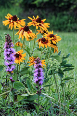 Bright flowers growing in a field.