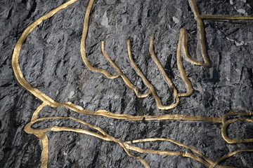 texture of bark of a tree