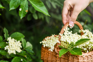 Woman hands pick up elder flowers.  Collecting fresh herbs  into wicker basket to make sirup.