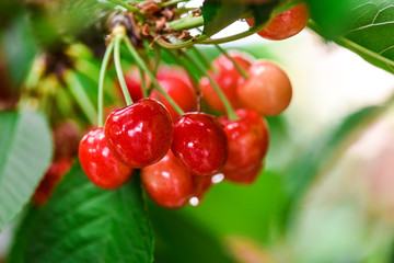 Cherry branch or tree full of red fruits. Lot of cherries on trees with leaves.