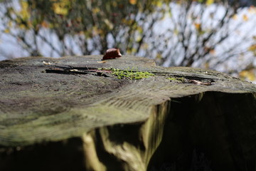 Closeup of a tree stump as natural display, background with copy space
