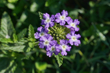 Purple Verbena cluster flower growing in a flower garden.