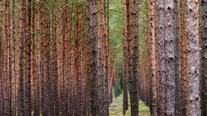 Fototapeta premium Spruce forest in North Germany