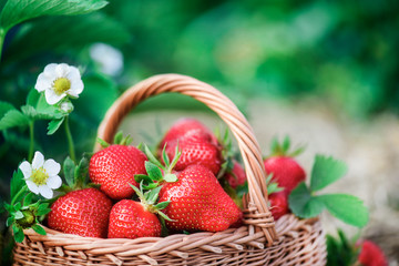 Fresh strawberry in wicker basket. Red strawberries flowers and back light in background.