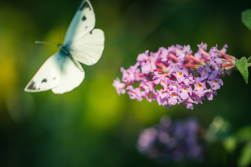 Schmetterling fliegt an Sommerflieder vorbei