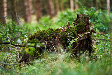 Naklejka na ściany i meble stump with mosses in woodland