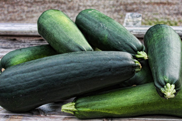 Large zucchini being harvested for the end of the season.