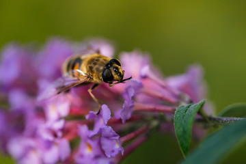 Biene auf Blume