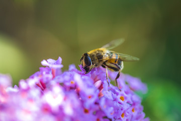 Biene auf Blume