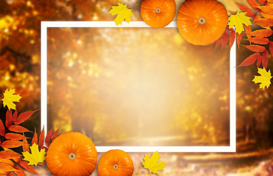 Thanksgiving day autumn festive card with pumpkins, fall autumnal leaves and white photo frame on background of blurred trees in park, empty place for your text